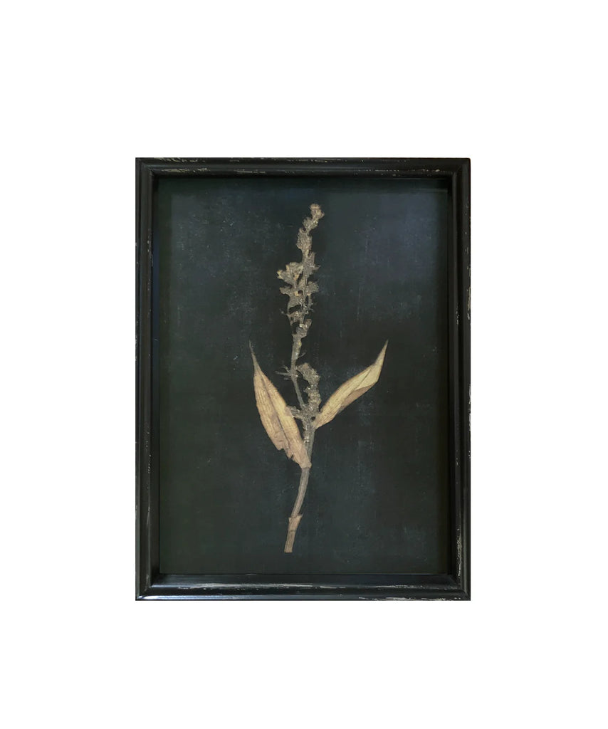 Framed Pressed Botanical Print, No. 2