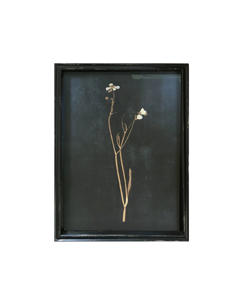 Framed Pressed Botanical Print, No. 5