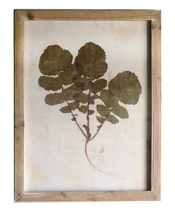 Pressed Wildflower Botanical Print, No. 2