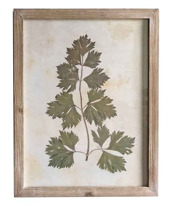 Pressed Wildflower Botanical Print, No. 1